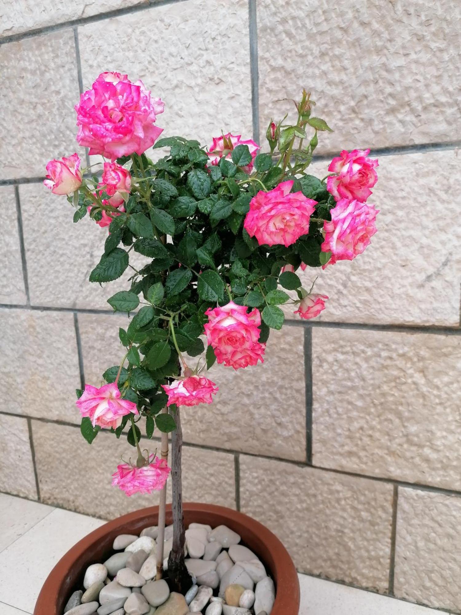 Apartman Ruzica Pucisca Dış mekan fotoğraf